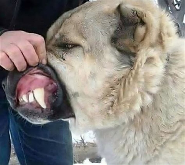 'Wolf-fighting dog' on the loose in London after almost mauling teenage girl to death