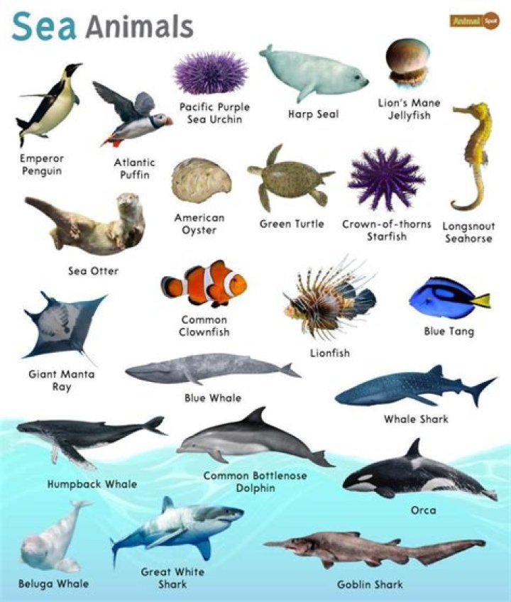 10 Sea Creatures We Hope to See in 'Aquaman'