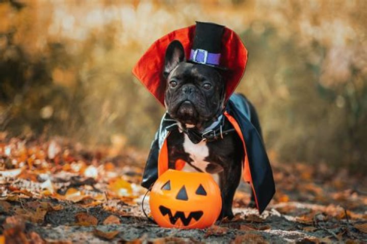 12 Best Halloween Dog Costumes 2023 UK