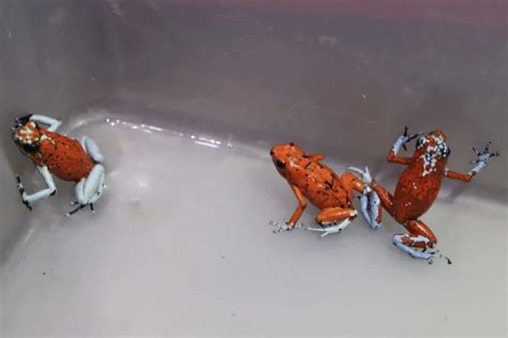 130 poisonous frogs seized at airport