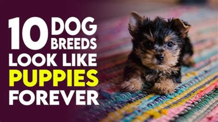 15 Dog Breeds That Look Like Puppies Forever