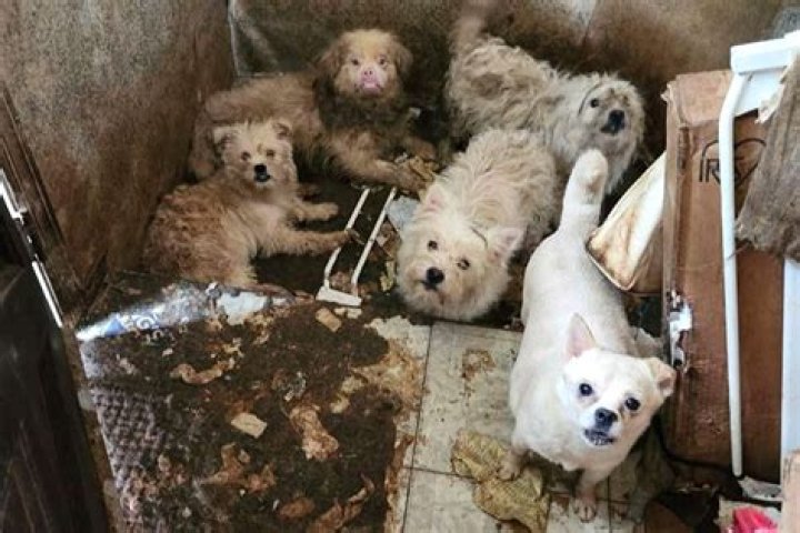 3 arrested, 9 dogs rescued after East Moline warrant served