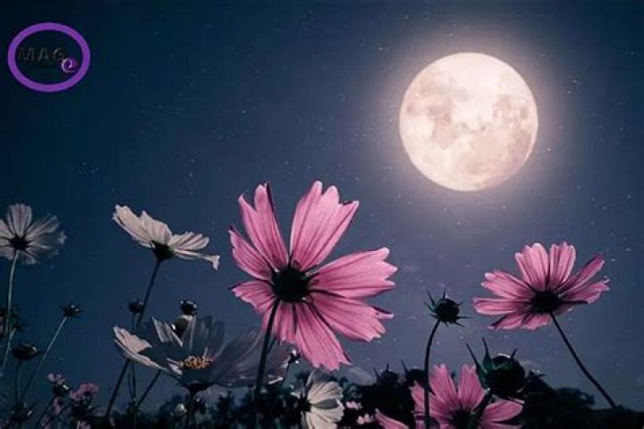4 May 2022 Full Flower Moon Rituals