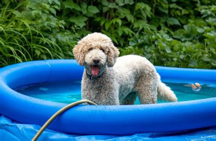 7 best dog sunscreens for 2023: The best products to protect your pooch