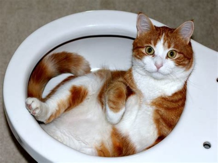 7 Reasons Dudes Should Be The Ones To Put The Toilet Seat Back Down — Every. Single. Time.