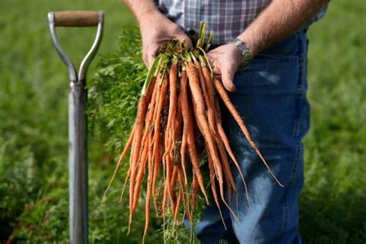 A fight over precious groundwater in a rural California town is rooted in carrots