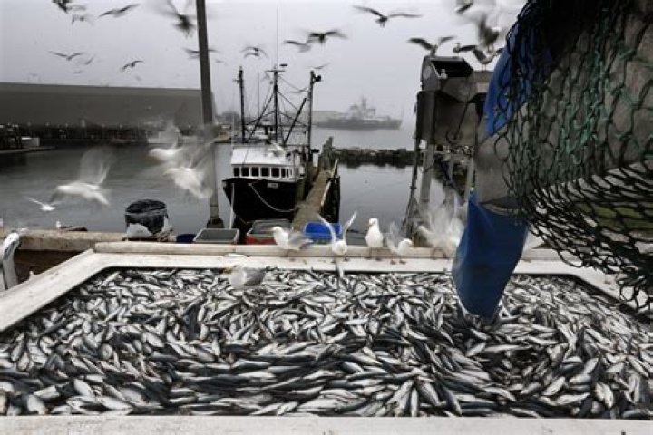 A little fish at the Supreme Court could take a big bite out of regulatory power
