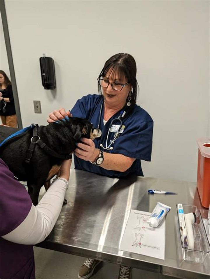 Animal Welfare Center holds low-cost vaccine clinic in Silvis
