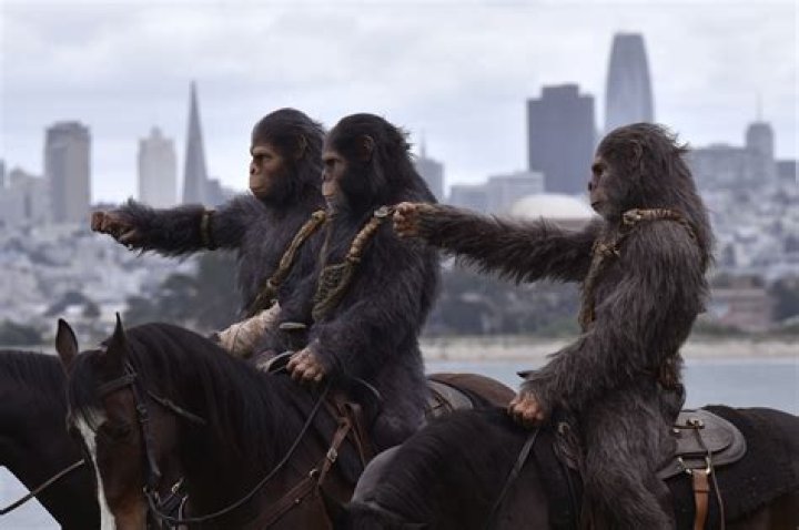 Apes on the Loose: Costumed Apes On The Beaches Of Venice?