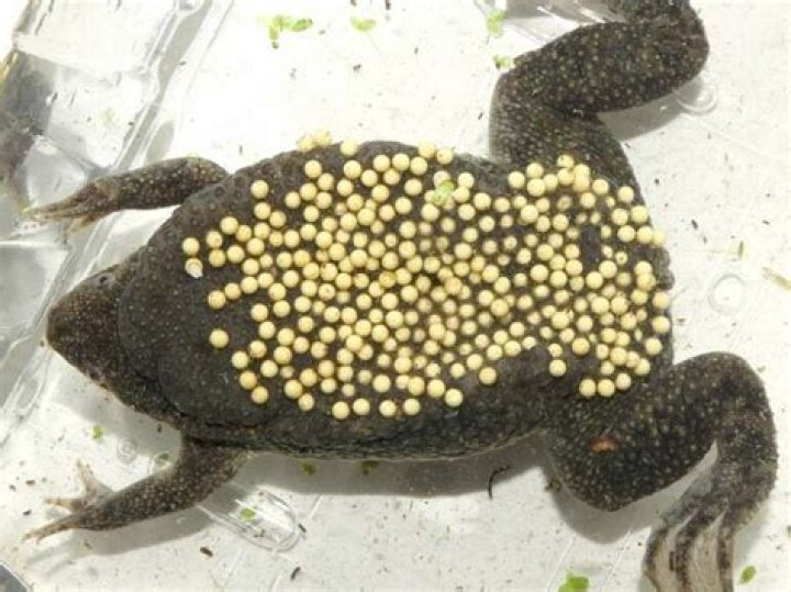 Are tapioca pearls frog eggs?