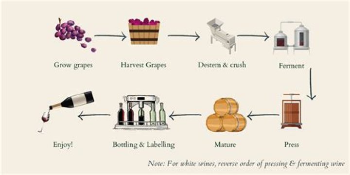 Become a Winemaking Tycoon in New IP Terroir