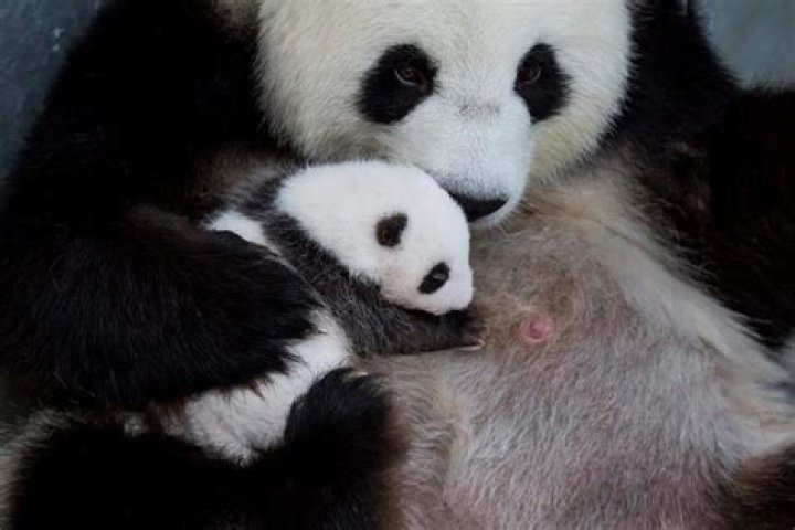 Berlin zoo’s panda cubs take 1st glimpse of the world