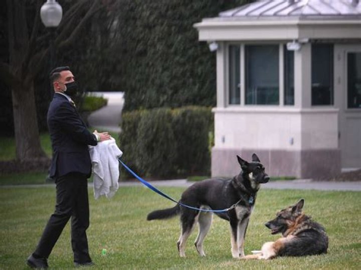 Biden's dog bit secret service staffers 24 times, docs show