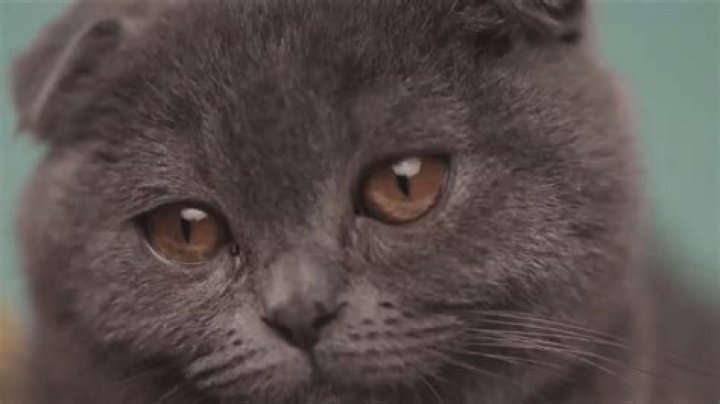 Books & Meows: First Quad Cities nonprofit cat lounge receives help from the community to open sooner