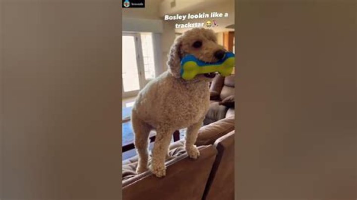 Bosley Dog, famous YouTuber FaZe Rug’s dog, dies suddenly