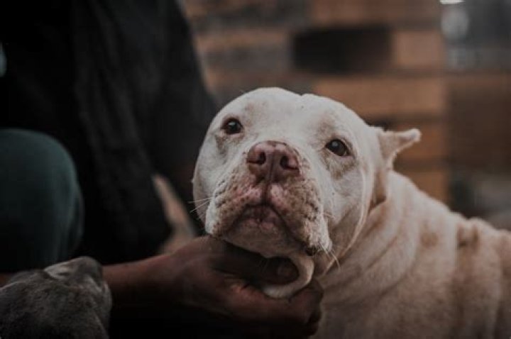 Brazilian man dies after having his face ripped off by SEVEN pitbulls while out for his morning walk