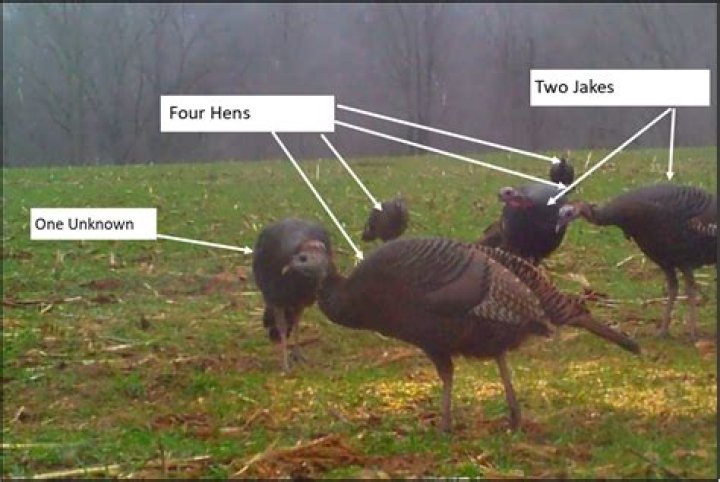 Can a turkey have 4 legs?