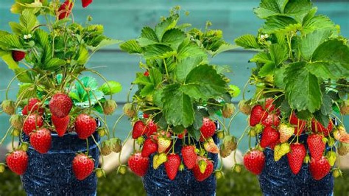 Can strawberries show up in your poop?