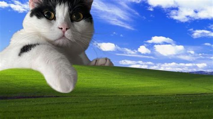 Cat Move HD: The Ultimate Guide To High-Definition Cat Videos