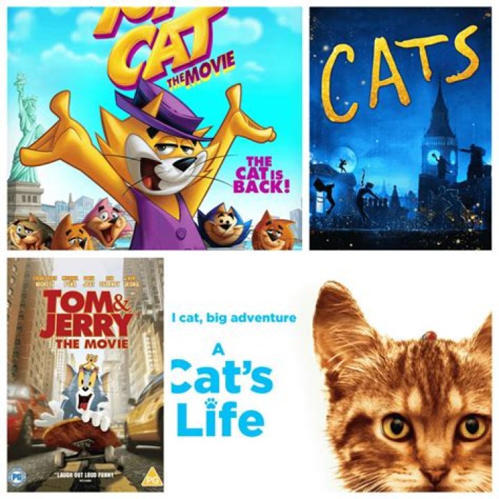 Cat Movies: The Purr-fect List For Feline Film Lovers