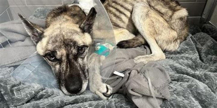 Cat randomly savages SEVEN pit bulls leaving the humiliated dogs with severe injuries. Canada