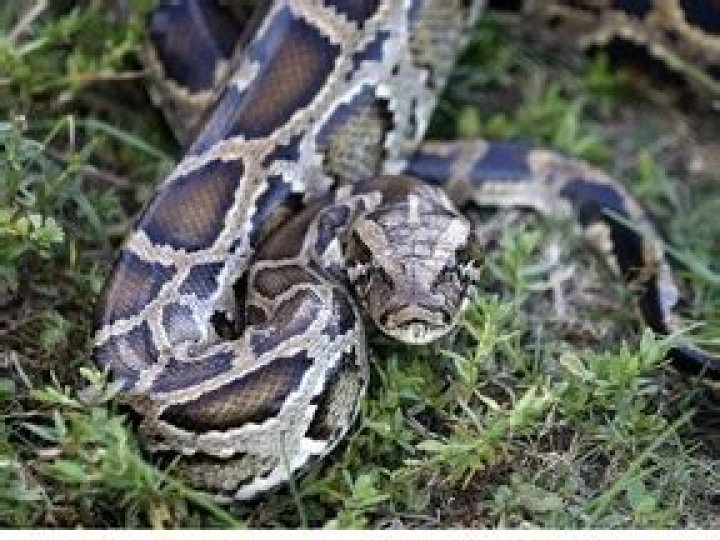 Caught at border with pythons in his pants, New York City man fined and sentenced to probation