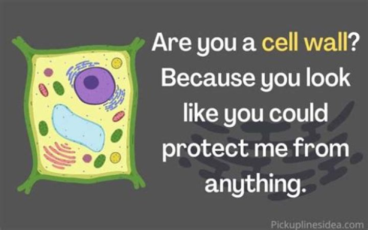 Cell Wall Pickup Lines: The Perfect Blend Of Science And Charm