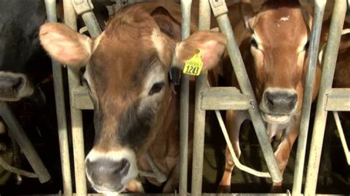 Cinnamon Ridge dairy farm ranks second in the country for milk production