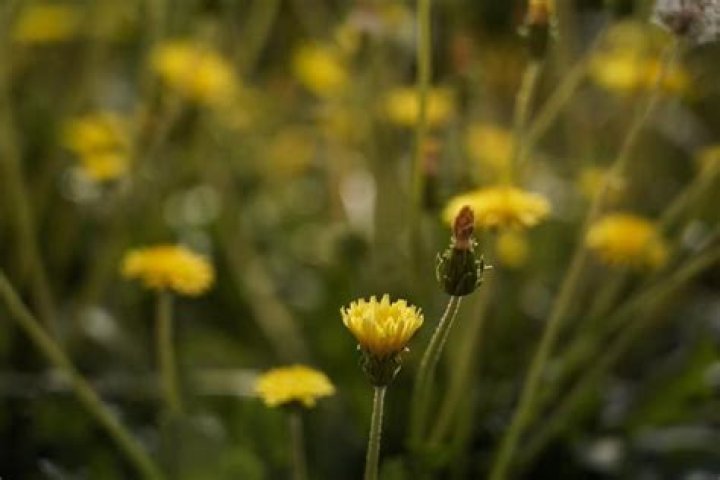 Dandelions and shrubs to replace rubber, new grains and more: Are alternative crops realistic?