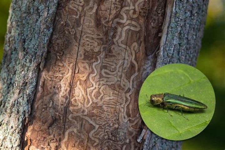 Davenport deals with bug that kills ash trees