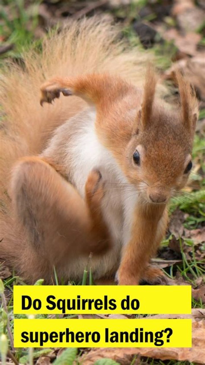 Did You Know? When Squirrels Jump, They Land Like Superheroes!