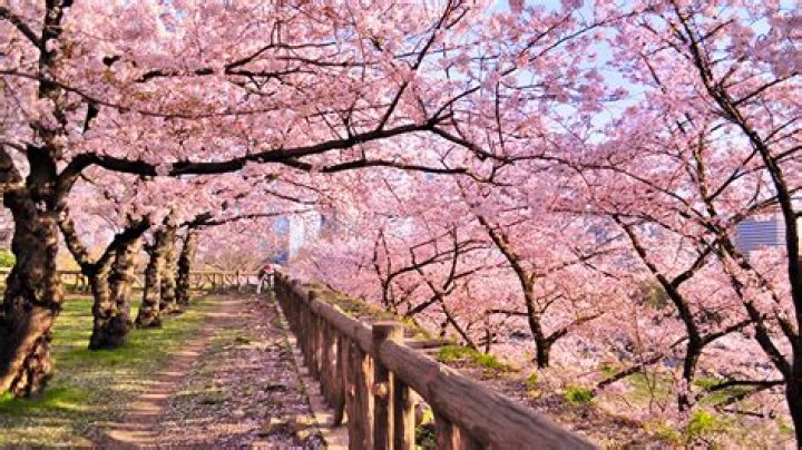 Discovering The Enchanting World Of Sakura: Where To Find The Best Cherry Blossoms