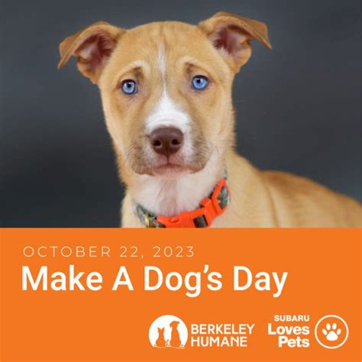 Do something special for your fur baby on National Make a Dog’s Day