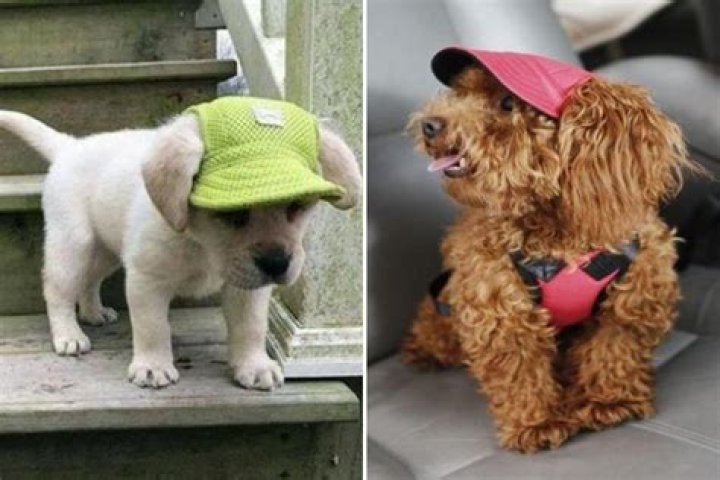 Doggie sunhats are now a thing and they are peak puppy cuteness