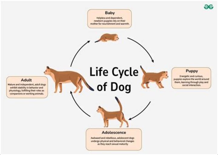 DogLife: How to Scavenge for Food