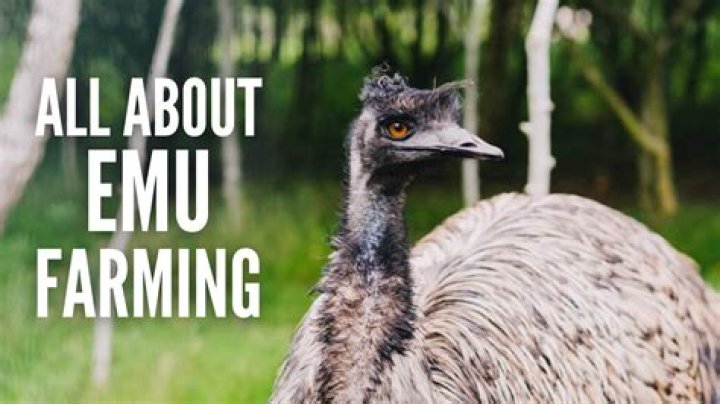 Emus on the run in Danville