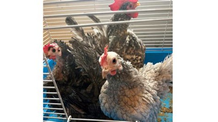 Exotic animals including South American ostrich and giant African snail seized from suburban NY home