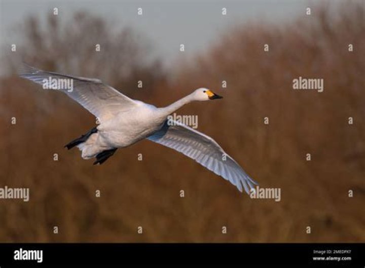 First Bewick's swan's flight to the Arctic signals the arrival of spring as birds return to Russia to breed