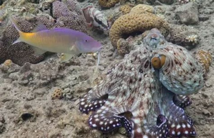 Footage of Octopuses Punching Fish Reveals the Ocean's Biggest Bullies