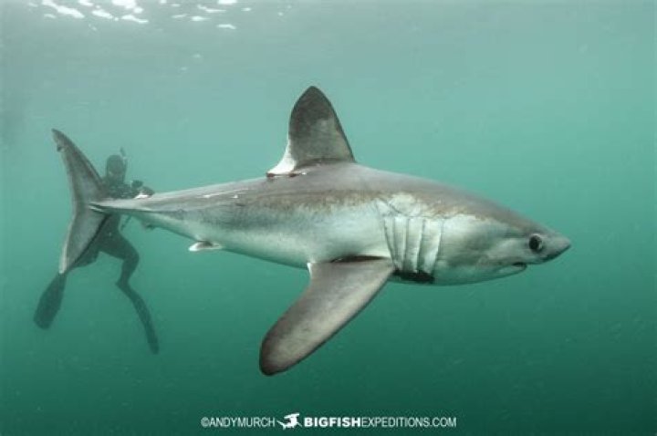 Giant 28-stone porbeagle shark reeled in off Devon coast… just days after Brit fisherman was savaged by same species nearby
