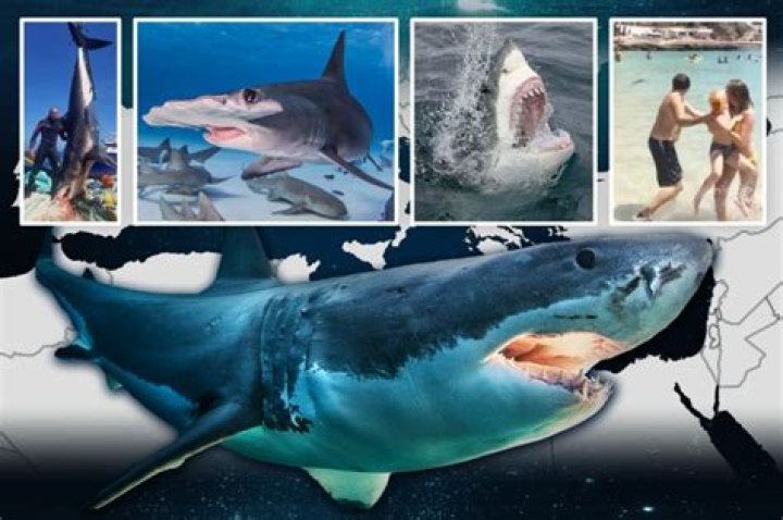 Holiday warning as shark attack capitals revealed with 15ft beasts spotted prowling in the Mediterranean