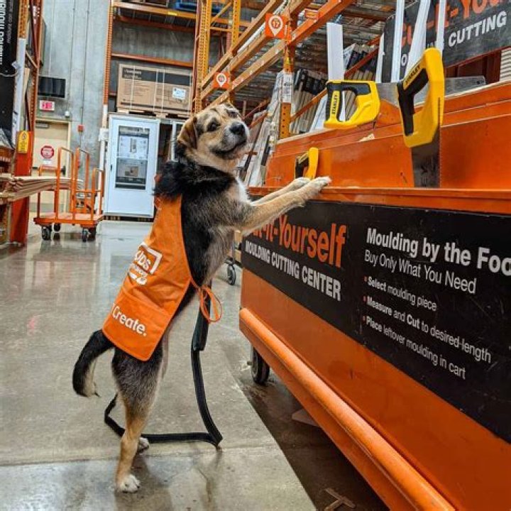 Home Depot Hires Shy Former Shelter Dog As Employee, and She’s the Most Hardworking Employee Ever