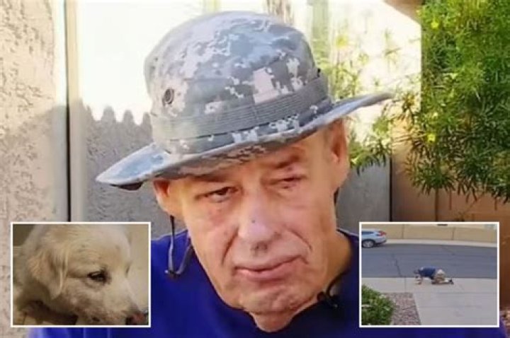 Horror moment wheelchair-bound man, 60, and his dog are attacked by vicious swarm of a THOUSAND killer bees