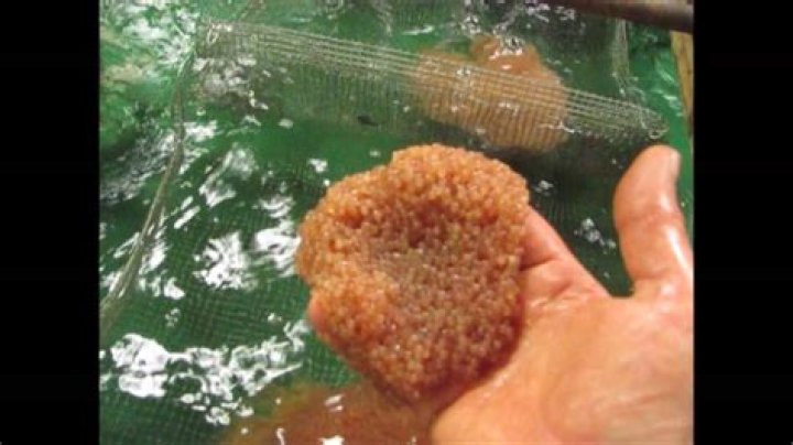 How do you cook catfish eggs?