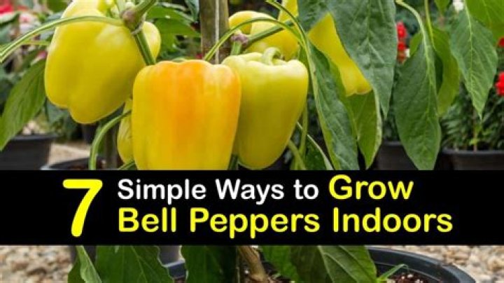 How to grow bell peppers indoors