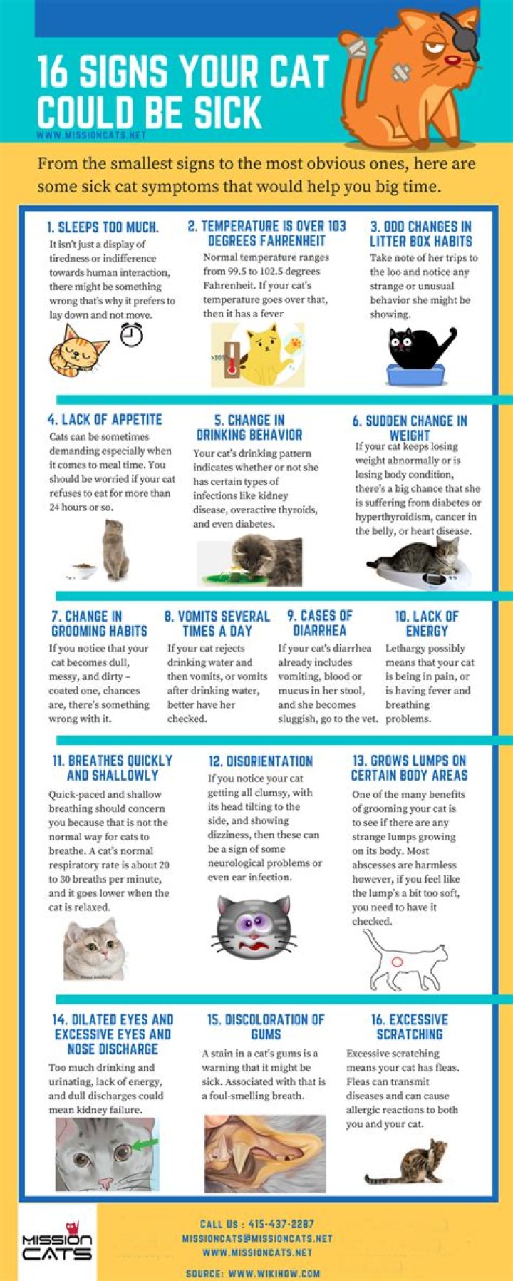 How to know if your cat is sick