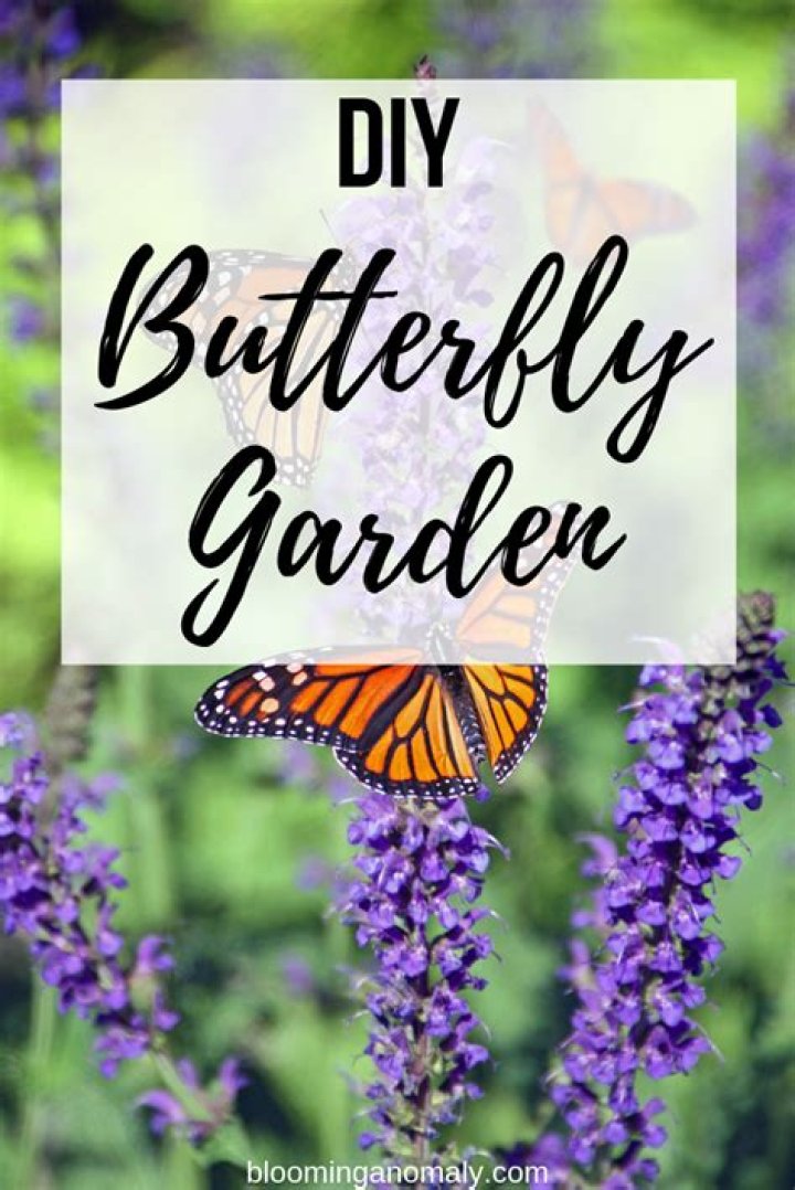 How to plant a butterfly garden