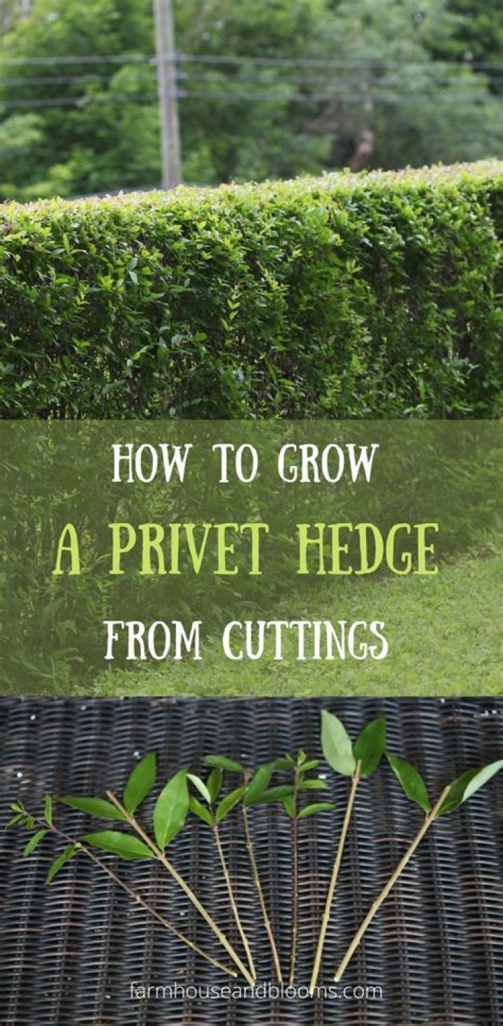 How to remove a privet hedge