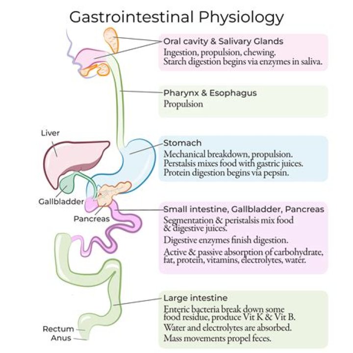 How to study the physiology of digestion in the human body