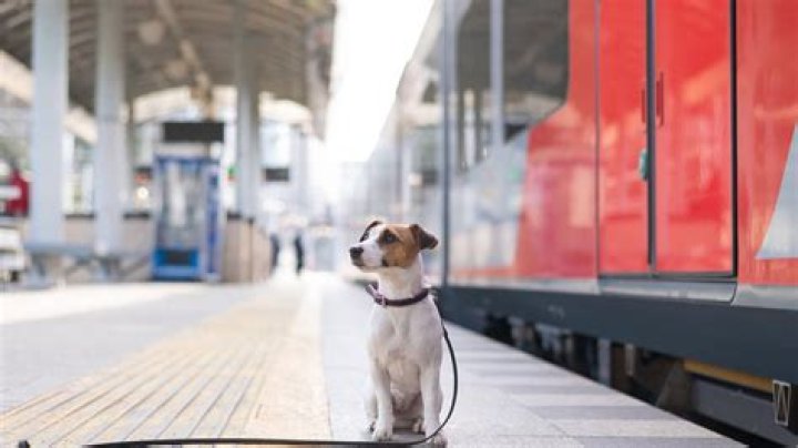 How to train big dogs